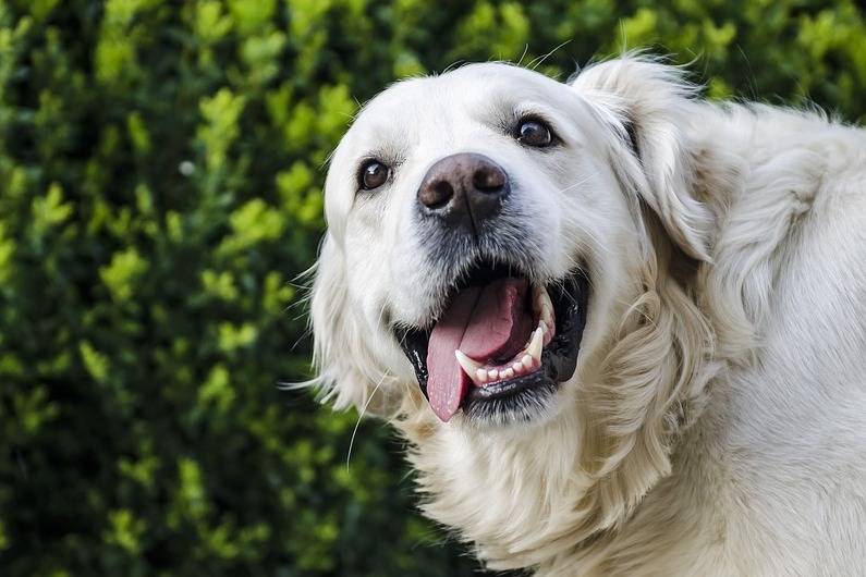 狗为啥会得癌症 1f03cd1b598d4fbc90c26bd00ff5f0de.jpeg