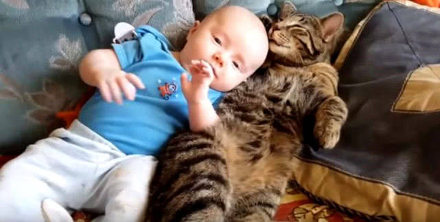 「猫咪」猫咪甘愿给其当靠枕,还懂得适时换姿势,为让小主人睡得舒服