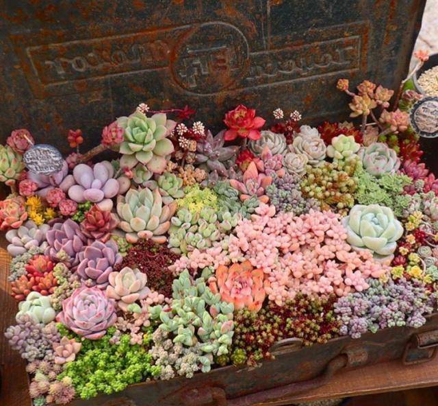 多肉怎么种拼盘好看 43807678aee1431381313c2f174941c9.jpeg