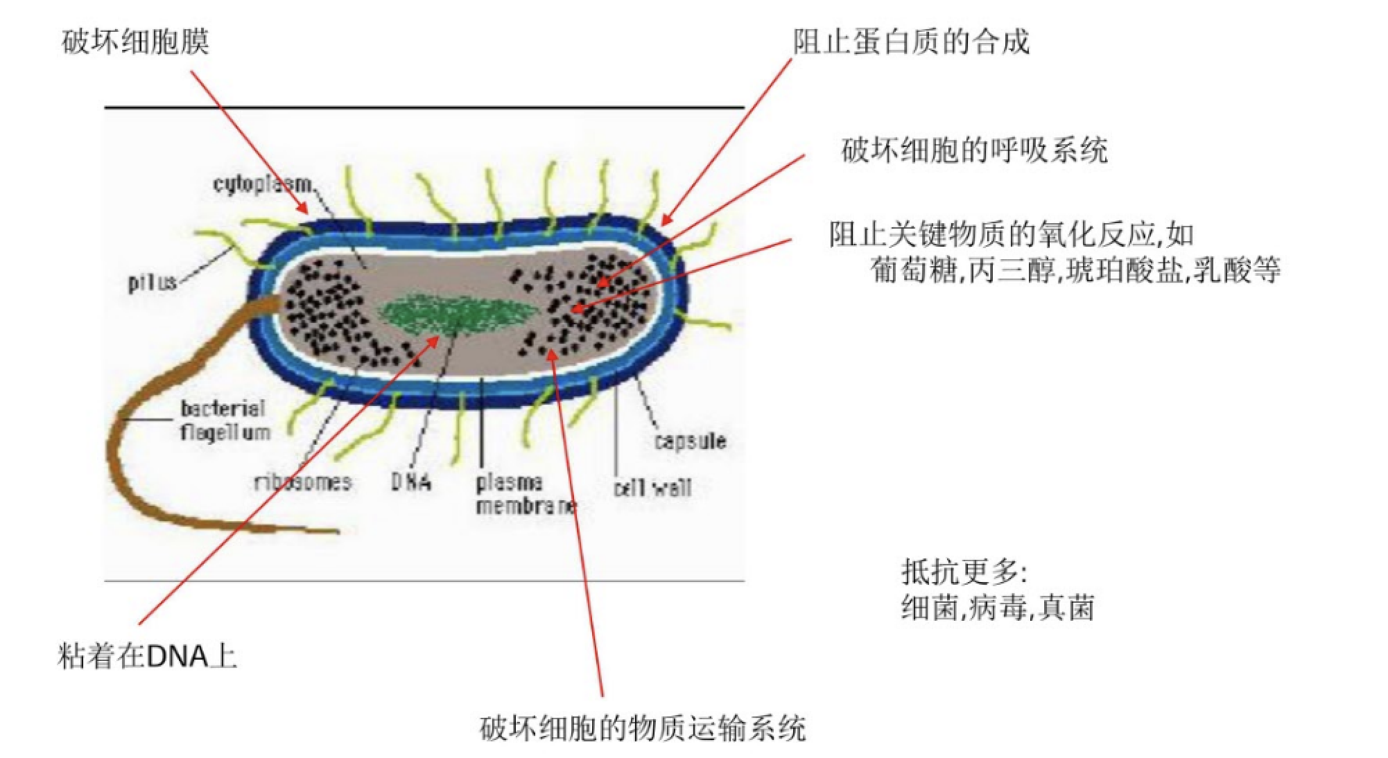 金属沉淀蛋白质的原理是什么意思_蛋白质沉淀原理图解