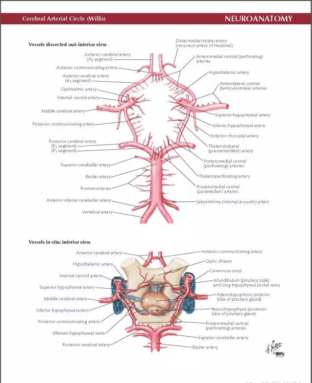 netter脑血管解剖(精美原版高清彩色大图)二