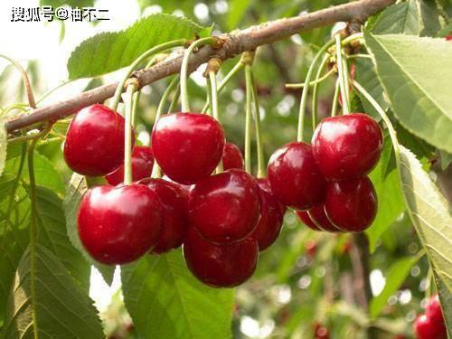 什么是树莓水果 5be226f509194c9ead89293f38142655.jpeg
