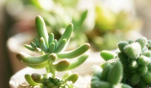 多肉如何浇水正确方法 75884f3bfbb74714824ee9e10a9d436e.jpeg