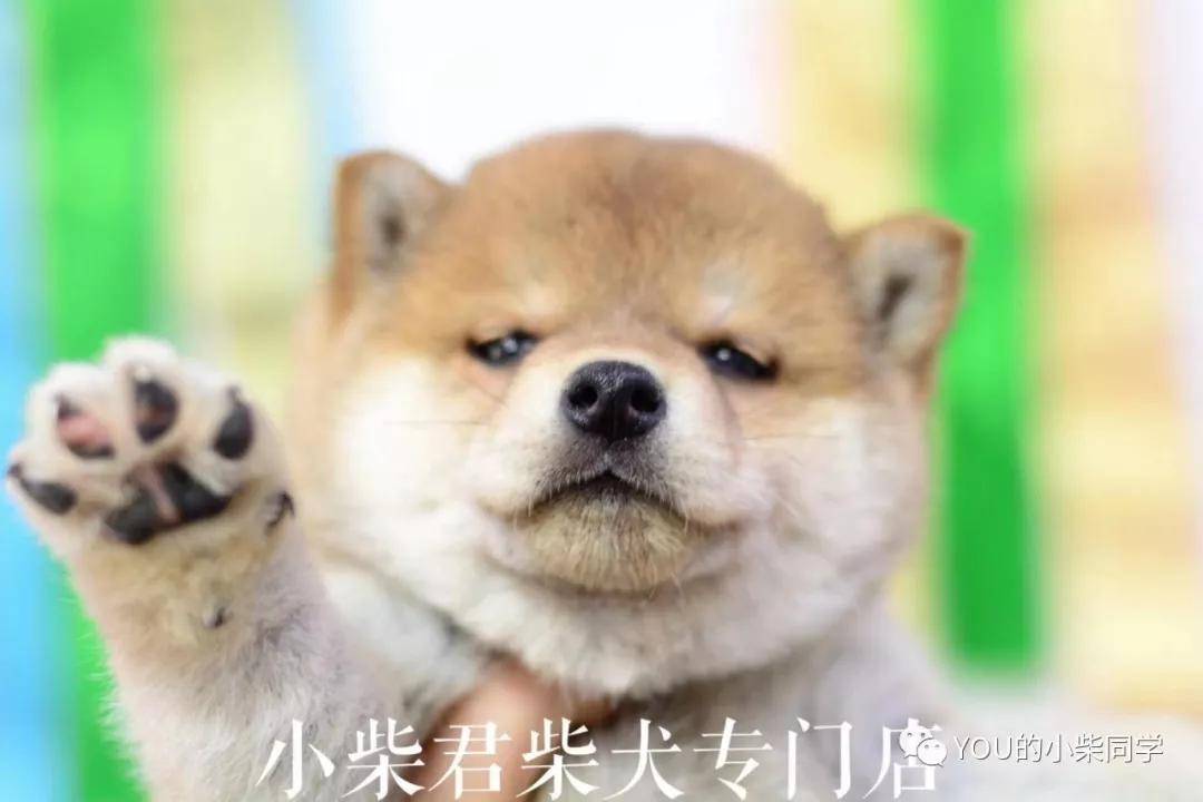 823146f536734533ae5fa251a66d5d33.JPG