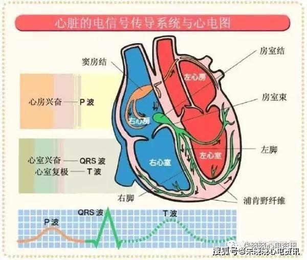 临床实用心电图入门 第一讲 心脏电生理与心电图时间