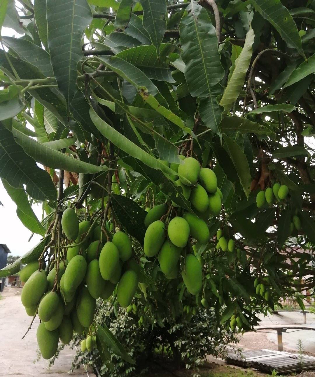 树上小芒果以前视频 83445b3bb7f84316861f8a0ae9e833d8.jpeg