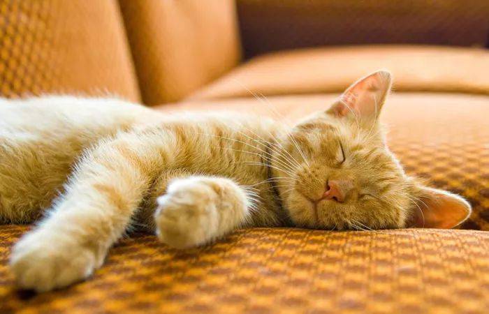 千万不要打扰正在睡觉的猫咪._睡眠