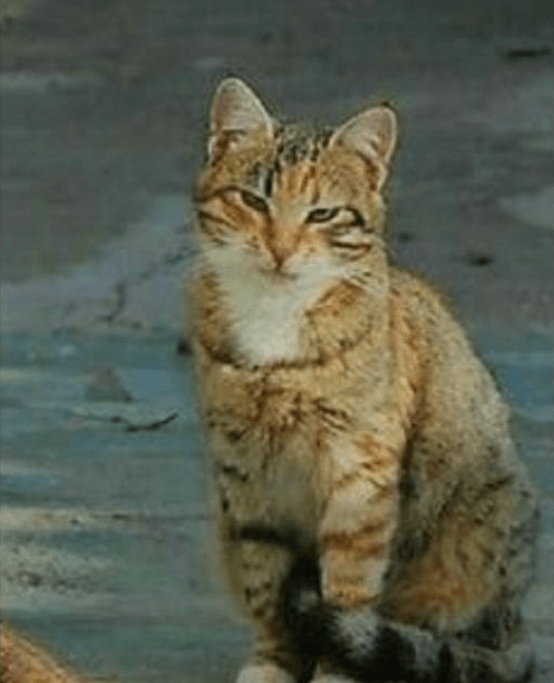 怎么拥有一只猫 934a6d78bc114bda914f7f4e68fcce82.png