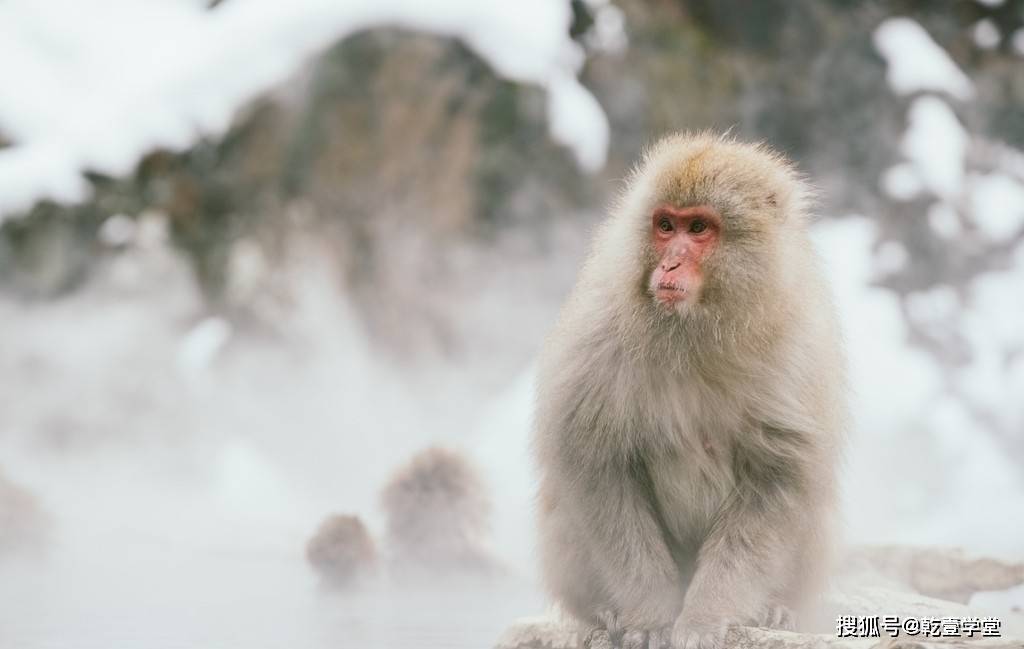 啥时候是猴年 fc2f2be44dde404983858f5f3d752cae.jpeg