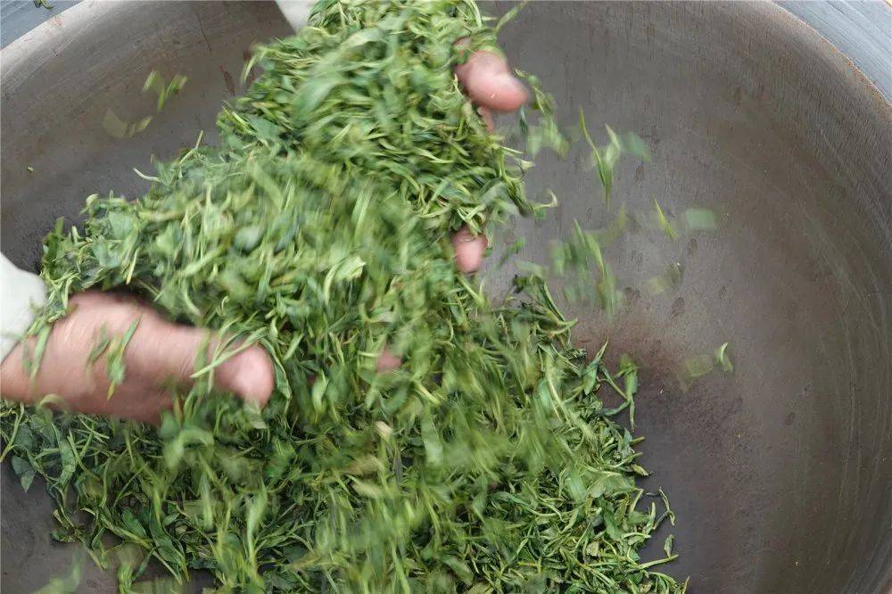 视频2020春风四五月群英献新茶诸城绿茶炒茶大赛暨樱桃采摘节顺利举行