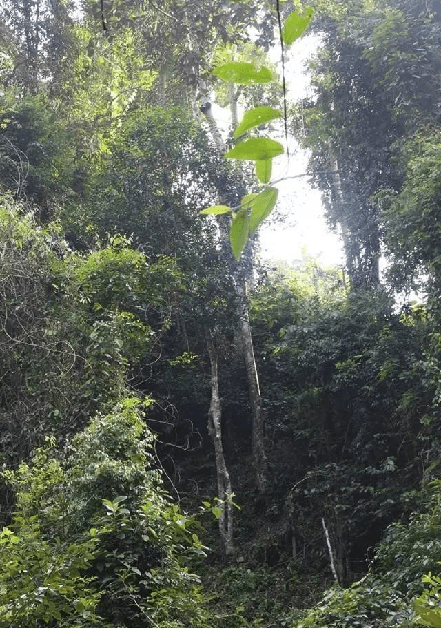 干货分享易武茶新贵铜箐河普洱茶