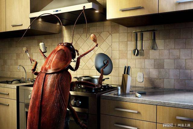 广州厨房蟑螂怎么消灭