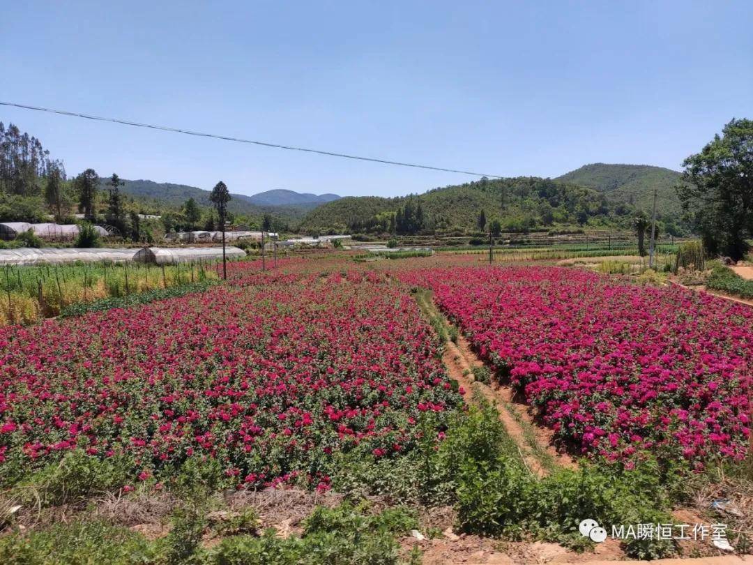 花农 继续前行,路过一大片连绵不断的玫瑰田野,花香四溢