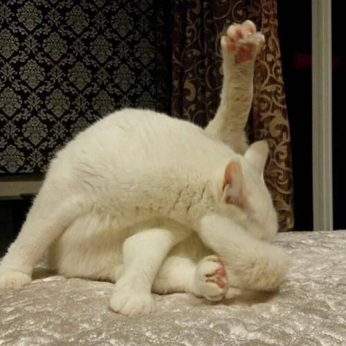 学好这6种"猫语",你就能明白猫咪的心思,不愁养不好猫