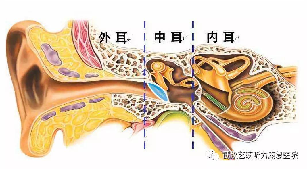 耳部经络注射法就是循耳部经络注射药物至病变部位,克服内耳血运障碍