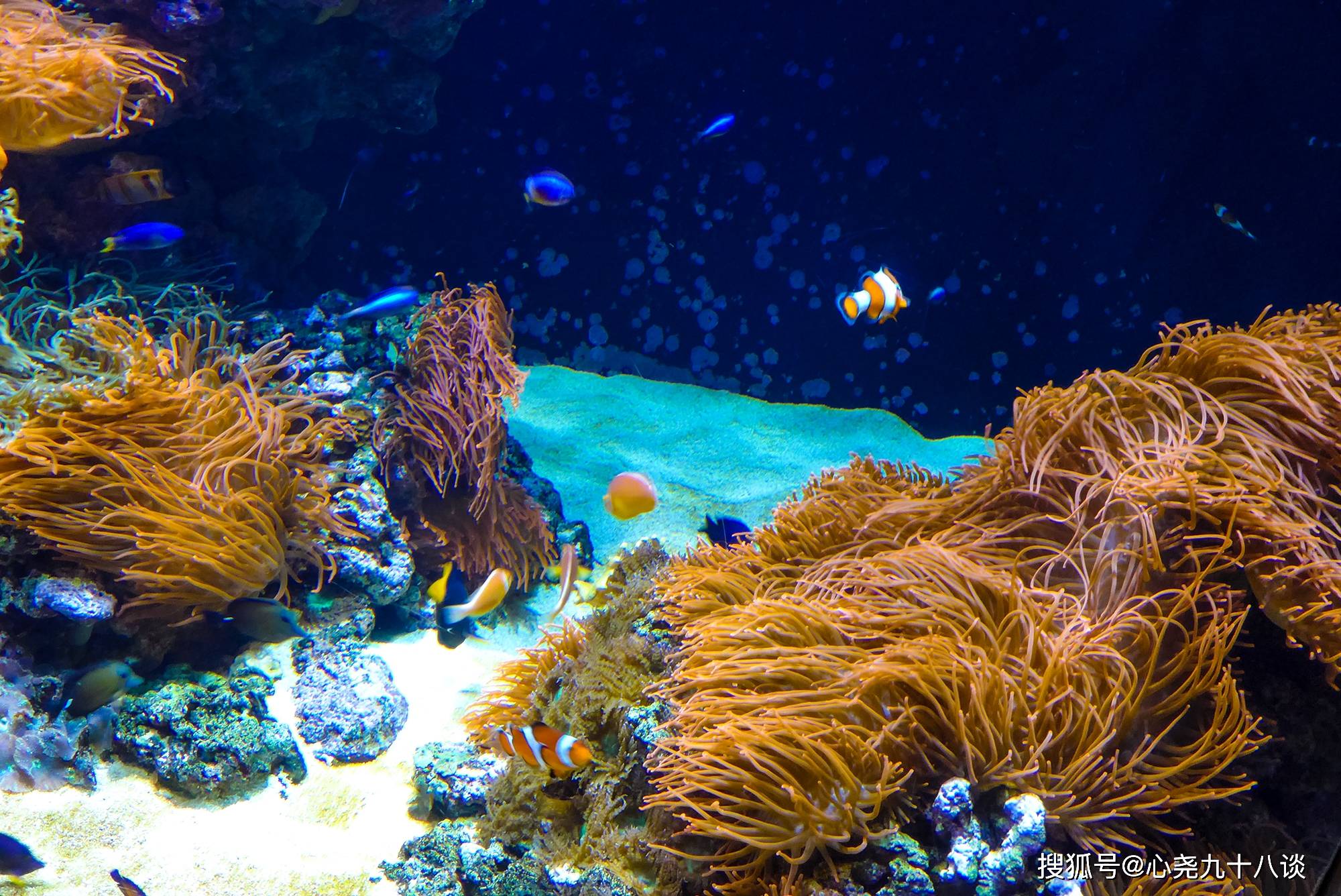 里斯本海洋馆,欧洲最大的室内水族馆
