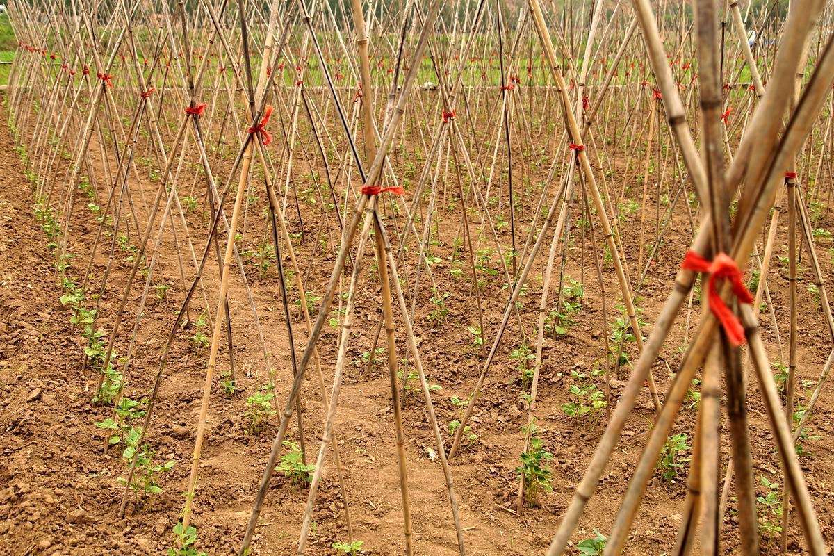 如何挑选优质豆角 5503d75401b948adafcf7d87f3f2a10d.jpeg