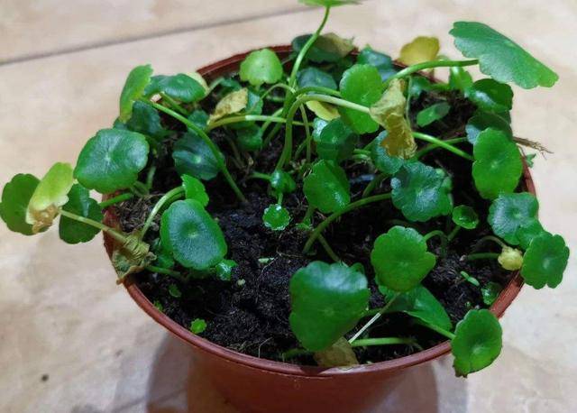 盆栽浇水多了会黄叶吗 d8add57c69344cab8d6eef6ae87941f7.jpeg