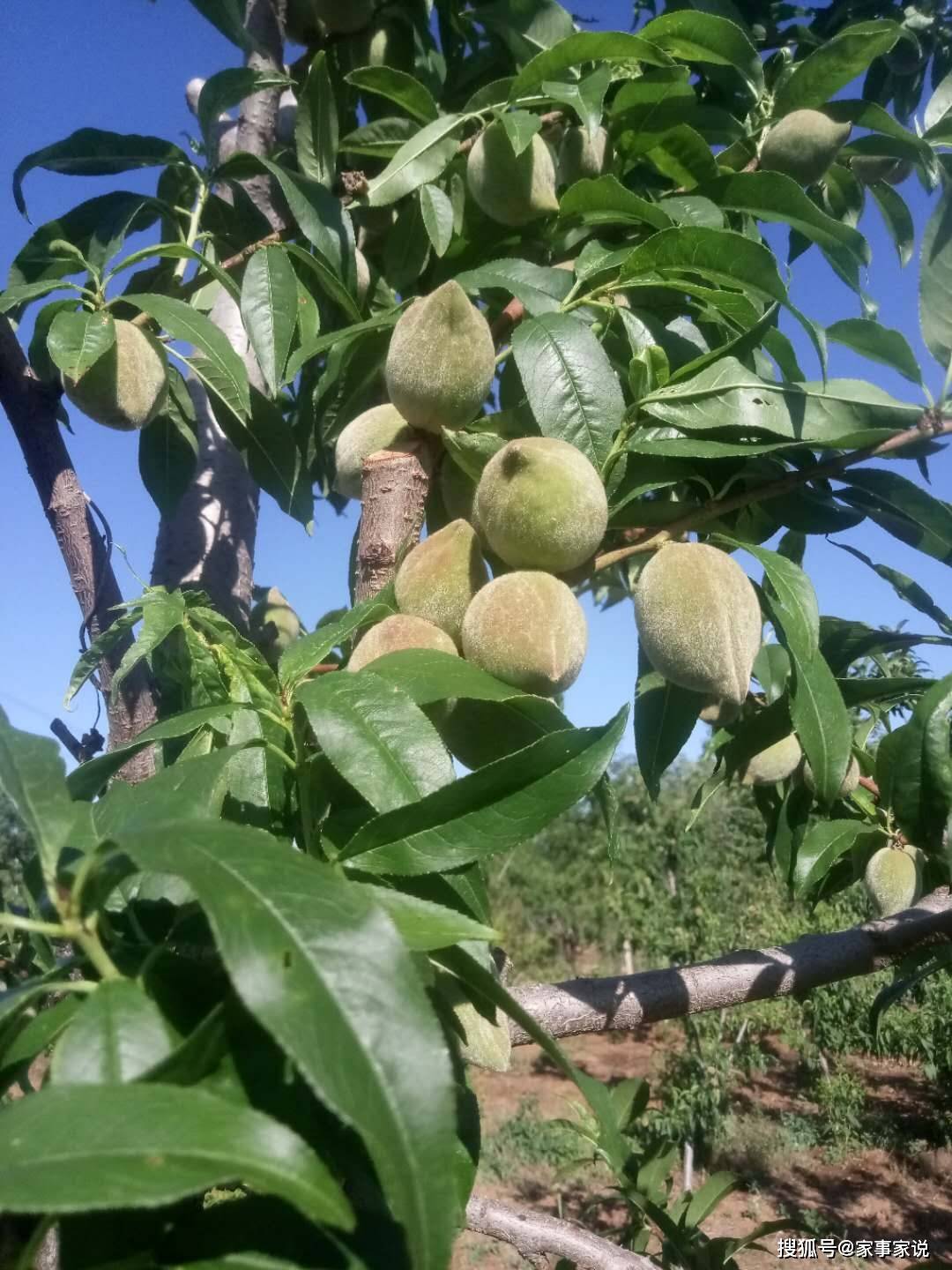 桃子才露青青尖,早有露水在上头 桃纽开始生长了