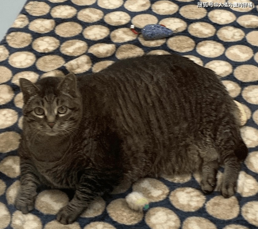 12岁狸花猫被丢在公园,重达28斤却很受欢迎,胖猫都是被惯出来的