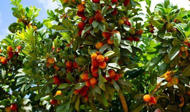 江川的杨梅熟了