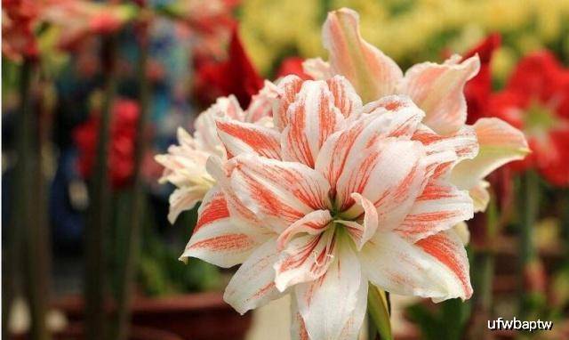 盆栽花卉推荐朱顶红 2de5fcb4be034c05b19f295b33e87b8d.jpeg