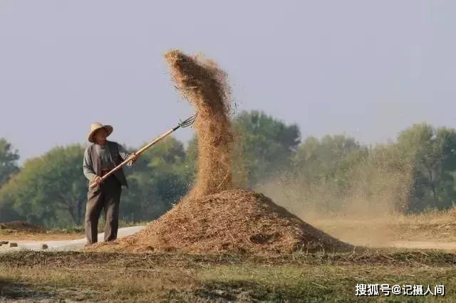 又到一年割麦时,还记得小时候农村收麦子的场景吗?