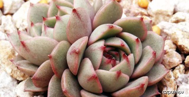 多肉叶插苗怎么插 8b9234cafc3c4c7fb5ea1c51034e5c92.jpeg