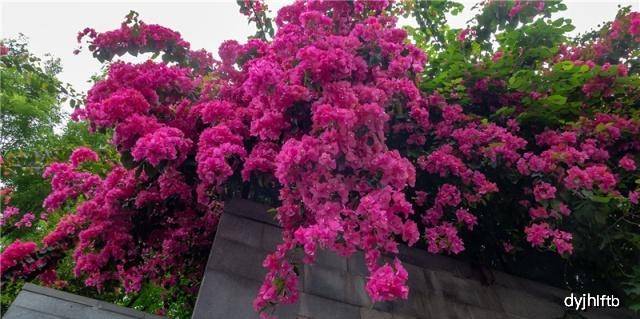 三角梅开花时间怎么控制 b3c2f4cd63b148daad3a1bffc3549161.jpeg
