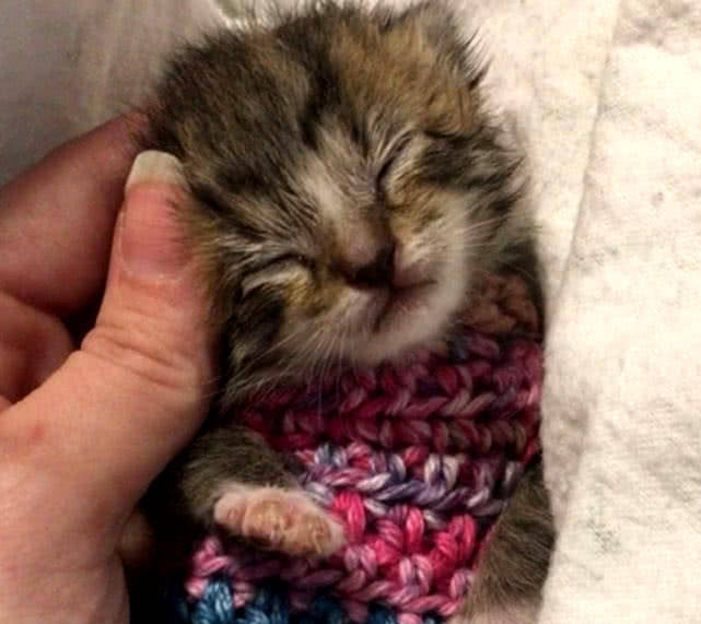 小猫咪视频可爱超萌奶猫 df950c544ae744dc8e844e14ca777dfb.jpeg