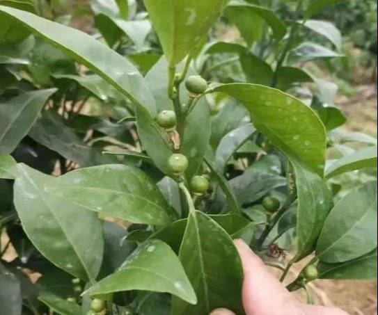 原创柑橘落果严重前期干旱后期高温高湿果农如何管理才好