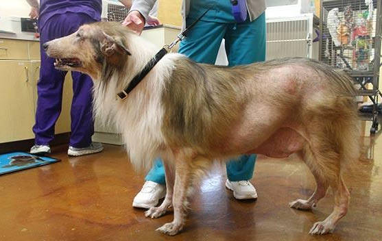患有脱毛x的狗在身体两侧会逐渐的,对称的脱毛.