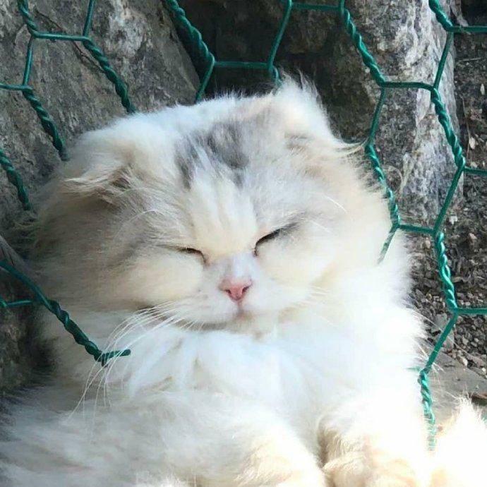 猫在墙边偷瞄了主人一眼后就跑,好逗,这一幕像极了偶像剧