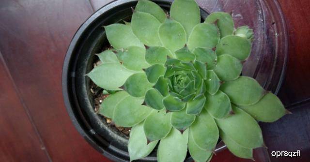 多肉怎么分辨品种 65800f31588243af88ff8d92ec6f019b.jpeg