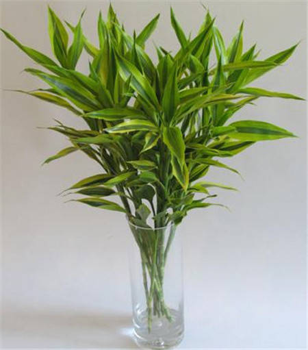 富贵竹怎么养才好呢 7556252b78a34ba2a70c602a1d0f7606.jpeg