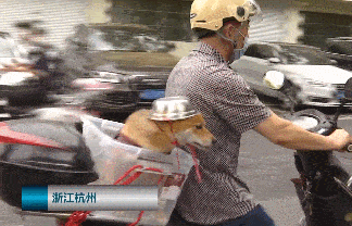 为了响应一盔一带政策，大爷用“饭盆”给狗子做了个头盔
