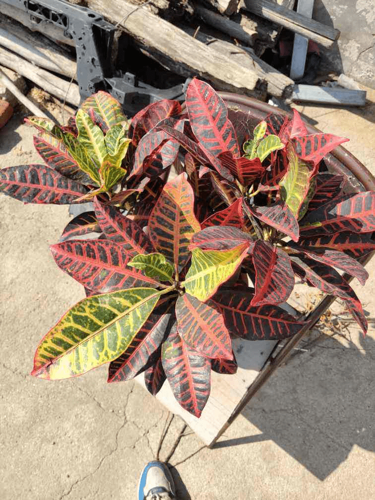 汁液|4种花有毒，让孩子远离汁液家里养孩子要注意