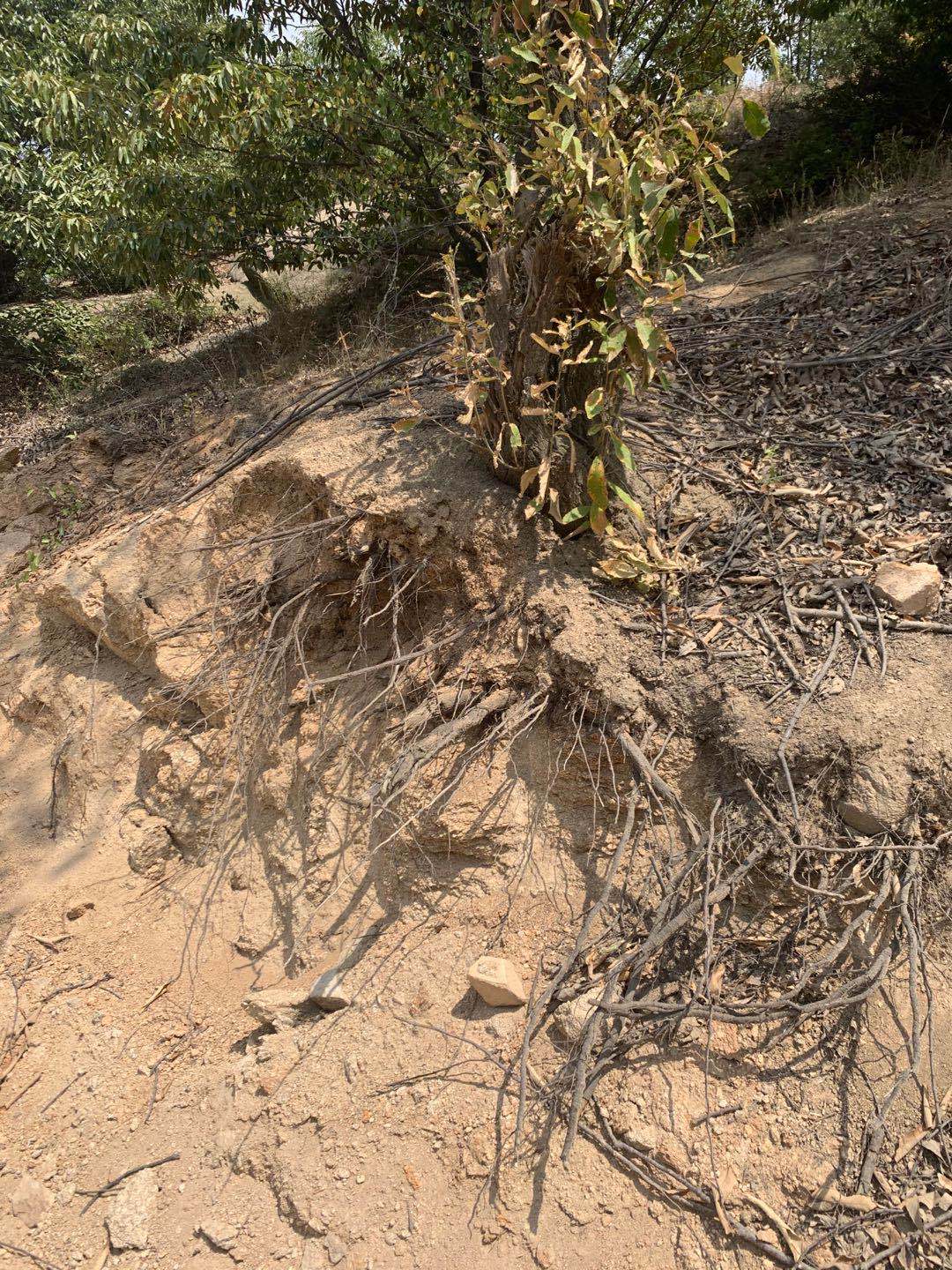 泌阳gdp在河南第几_河南泌阳东旗窖藏(3)