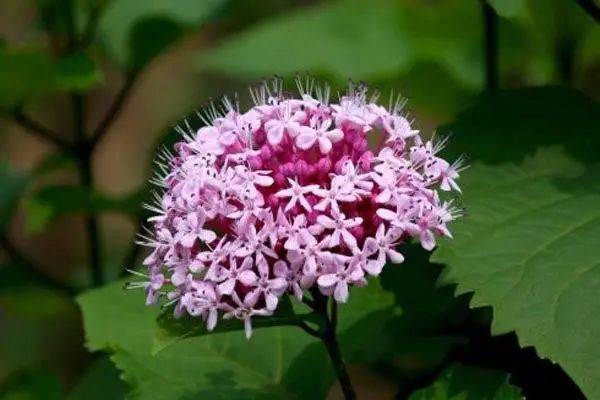 哪些花是臭的 1b0efba1208f429284e6210f20bf1f6b.jpeg