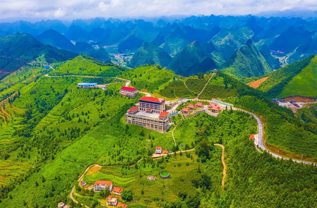 让好茶走出大山,华巨臣与广西乐业县,凌云县达成战略合作!