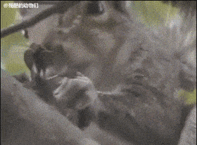 松鼠不仅吃坚果还会吃鸟