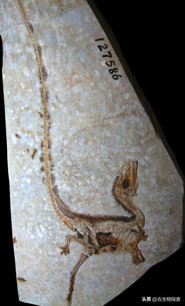 最近有一批科學家在緬甸琥珀裡挖掘到了大量恐龍羽毛，羽毛形狀保存良好 娛樂 第8張