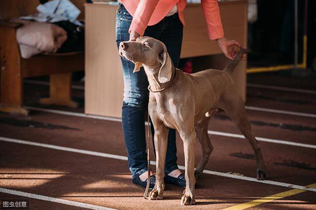 世界上最聪明的狗排名_最聪明的狗排名