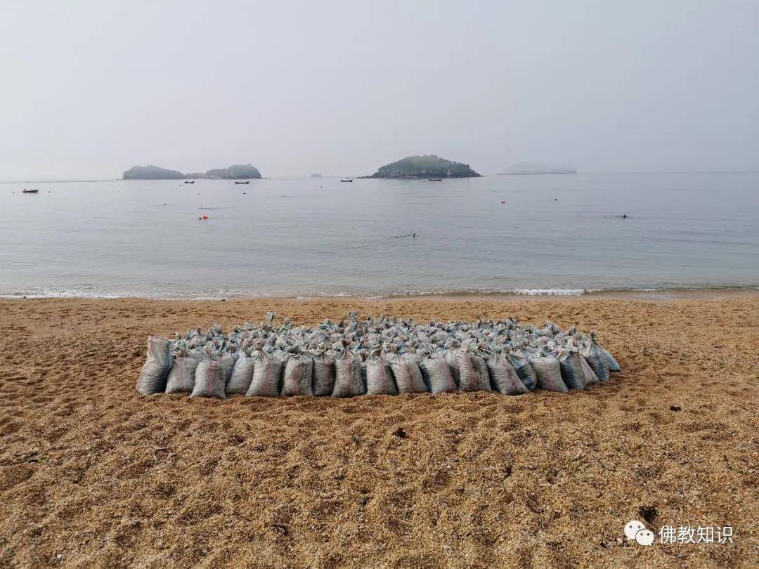【清水放生】今日付家庄百万物命放归大海!