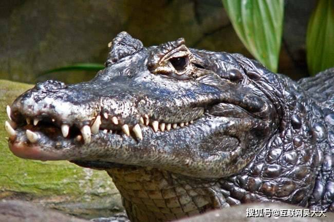 恐怖的亚马逊原始森林,11种令人毛骨悚然的生物,完全超出人类想象!