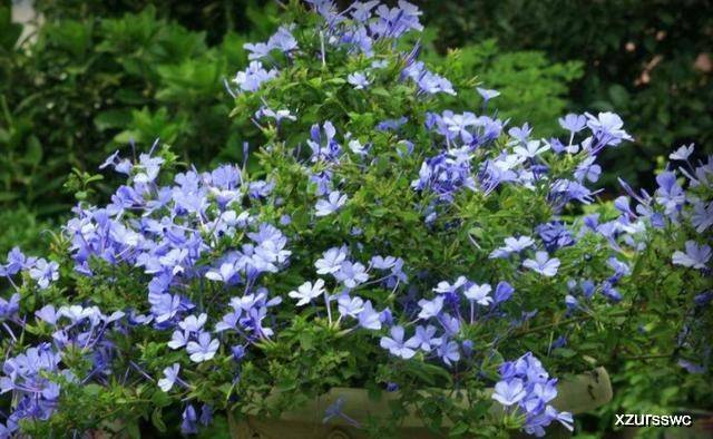 面粉是什么植物长成的 a66b569d92da40baa900e453ad321f8a.jpeg