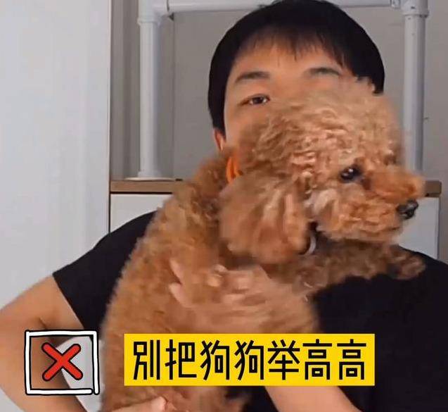 怎么抱宠物 bd6ab9727c214ae3ac925b38da9bca88.jpeg