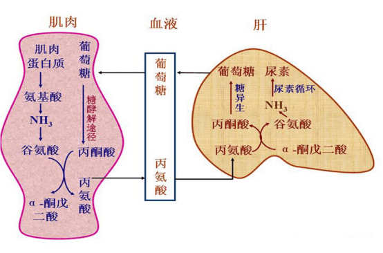 不可忽略的"小心肝"!