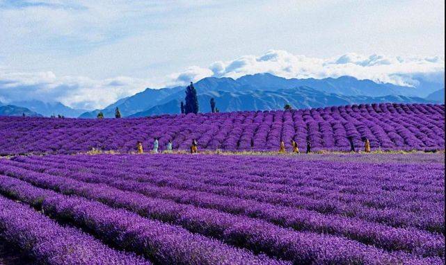 花海漫直播·线上游霍城"国际旅游直播周启动_薰衣草