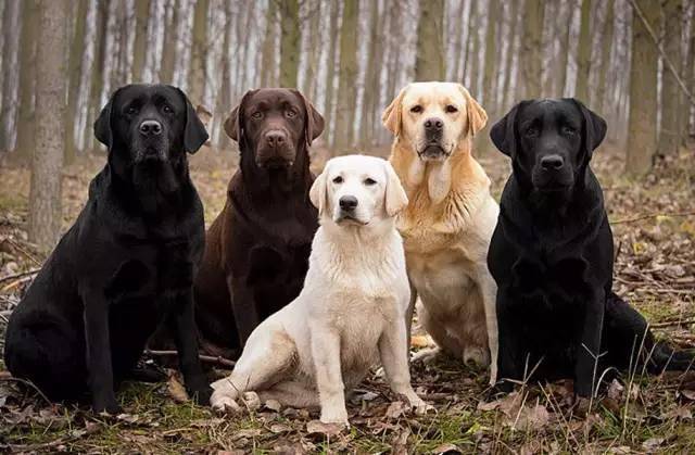 平均寿命是12-14年 拉布拉多猎犬因性情温和,聪明听话,容易训练,活泼